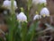 Nature background.Beautiful leucojum vernum flowers on the first spring day. This flower indicates that spring season is