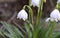 Nature background.Beautiful leucojum vernum flowers on the first spring day. This flower indicates that spring season is