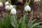 Nature background.Beautiful leucojum vernum flowers on the first spring day. This flower indicates that spring season is