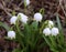 Nature background.Beautiful leucojum vernum flowers on the first spring day. This flower indicates that spring season is