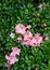 Nature background of blooming azalea bush with coral colored flowers