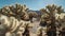 Nature background. cholla cactus oasis in Joshua Tree National Park dessert