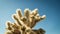 Nature background. cholla cactus oasis in Joshua Tree National Park.nature background. cholla cactus oasis in Joshua Tree National