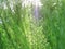 Nature background. Close up Eupatorium capillifolium or Dog fennel with sunlight.