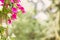 Nature background with close up of white and pink petunia surfinia flowers