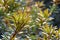 Nature background of colorful back lit leaves of the Australian native Fern Leaved Banksia, Banksia oblongifolia, family Proteacea