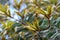 Nature background of colorful back lit leaves of the Australian native Fern Leaved Banksia, Banksia oblongifolia, family Proteacea