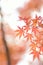 Nature background of colorful Japanese Autumn Maple leaves