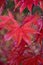 Nature background of colorful Maple leaves drenched in rain water