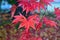 Nature background of colorful Maple leaves drenched in rain water