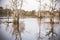 Nature background of dead perennial trees by the lake