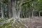 Nature background of deciduous trees, foreground tree showing detailed root structure, in Cerro Alarken Nature Reserve, Ushuaia, A