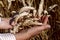 Nature background. Female hands hold ears of ripened wheat.