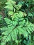 Nature background. Fern bush with drying leaves