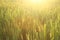 Nature background. Field of wheat. Dreamy natural background with morning golden sunrise sunset light over the field. Copy space