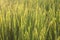 Nature background. Field of wheat. Dreamy natural background with morning golden sunrise sunset light over the field meadow.