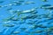 Nature background Fish swimming in deep sea blue waters