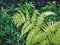 Nature Background of Fresh Green Ferns and Plants