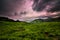 Nature background green environment -Tea Garden at Kotagiri hill India