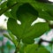 Nature background, green leaves in natural light and shadow, symbolic of peaceful and safe the Earth or life or Zen