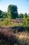 Nature background, green lung of North Brabant, pink blossom of heather plants in de Malpie natural protected forest in August