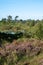 Nature background, green lung of North Brabant, pink blossom of heather plants in de Malpie natural protected forest in August