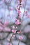 Nature Background Japanese Pink Plum blossoms branch