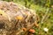 Nature Background. Moss Close Up View with Little Mushrooms Toadstool Grown. Macro Details. Selective Focus.