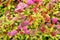 Nature background of multicolor green, yellow, pink, and red Spiraea Japonica plant in bloom