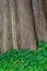 Nature background of Oxalis, shamrocks, growing at the base of a large cedar tree, pattern and texture in green and brown