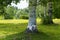 Nature background of park glade near beautiful old birch tree in summer day