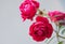 Nature background with pink roses. Branch of rose on grey background. Curly rose. Fuchsia Roses