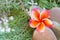 Nature background of plumeria or frangipani sweet lovely single