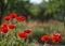 Nature background of poppies