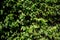 Nature Background Realistic Green bush