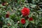 Nature background with red flowering Camellia japonica bush