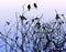 Nature background of silhouettes birds sitting on wildflowers in evening