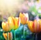 Nature background. Soft focus tulips flower.