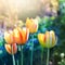 Nature background. Soft focus tulips flower.