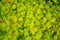 Nature background of spiraea japonica