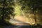 Nature background spring mist fog forest sunset sunrise morning Sun rays sunlight sunbeams Road path trail woods leaves trees