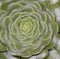 Nature background - succulent rosette