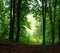 Nature background summer misty green forest