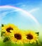 Nature background with sunflowers and rainbow. Vector