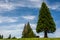 Nature background of symmetrical triangle shaped evergreen tree, and other trees, with blue sky with streaky white clouds in the b