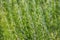 Nature background - thyme plant