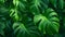 Nature background - a vibrant green leafy plant close-up against a natural background