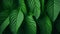 Nature background - a vibrant green leafy plant up close