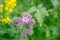 Nature background violet blue flowers Phacelia tanacetifolia