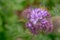 Nature background violet blue flowers Phacelia tanacetifolia